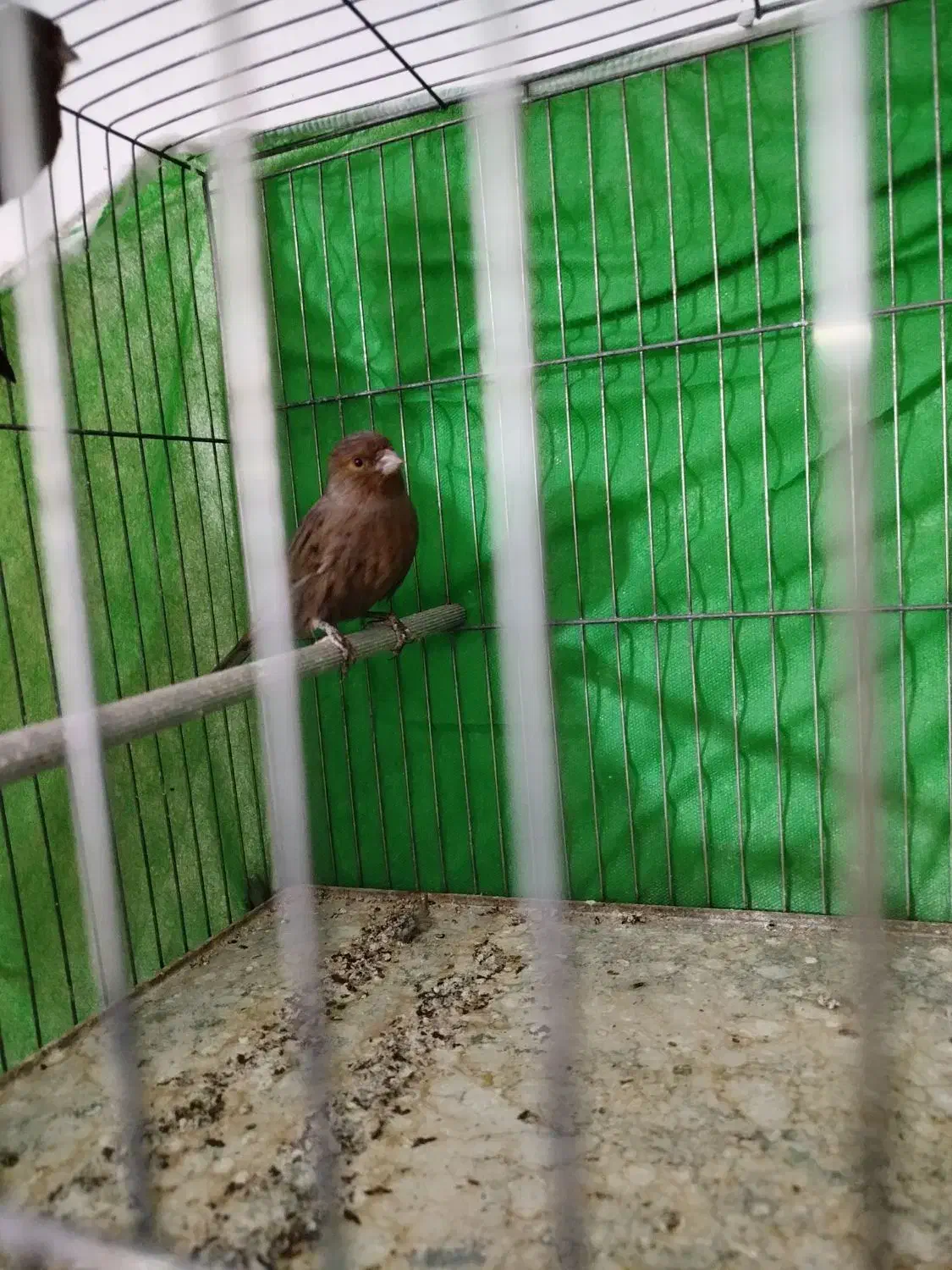 قناری|پرنده|نقده, |دیوار