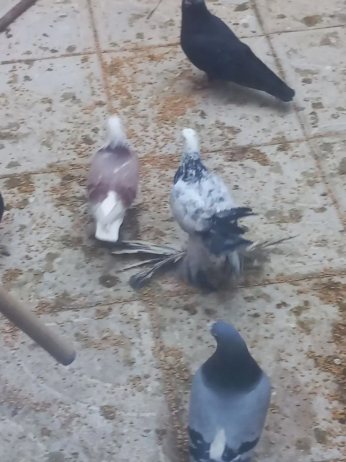 کبوتر|پرنده|تبریز, |دیوار