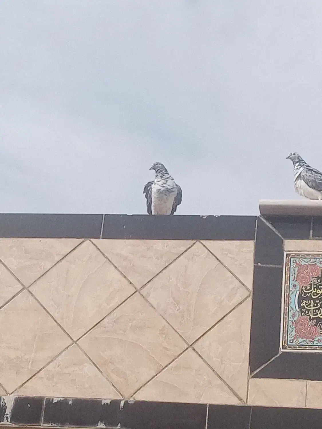 کبوتر. کفتر. پرندا|پرنده|فراشبند, |دیوار