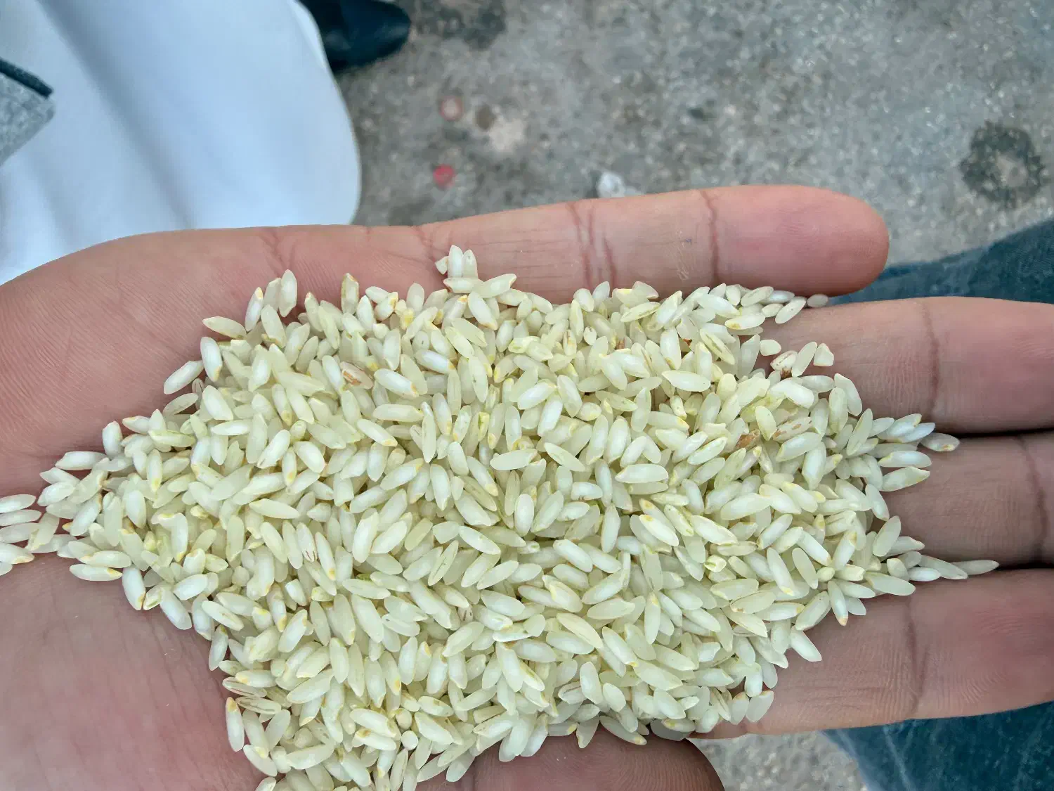 برنج عنبر بور سبز به شرط پخت|خوردنی و آشامیدنی|شادگان, |دیوار