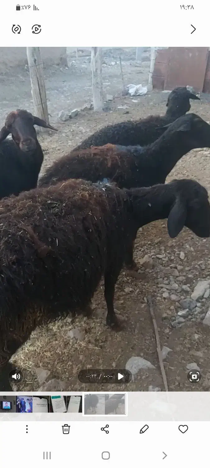 گوسفند|حیوانات مزرعه|قره پشتلو, |دیوار