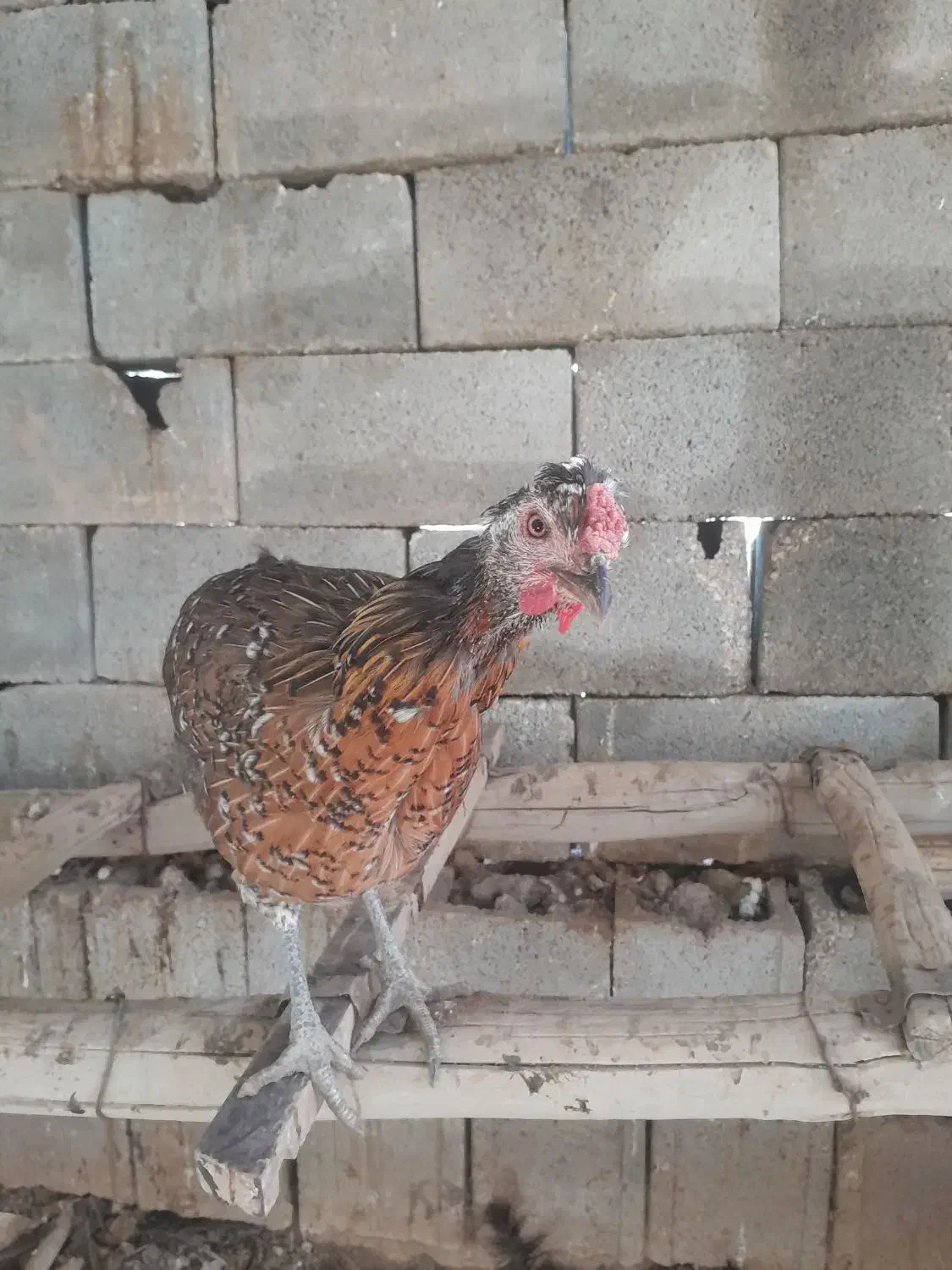 مرغ وخروس ریشی چهل تاج|حیوانات مزرعه|شیراز, دودمان|دیوار