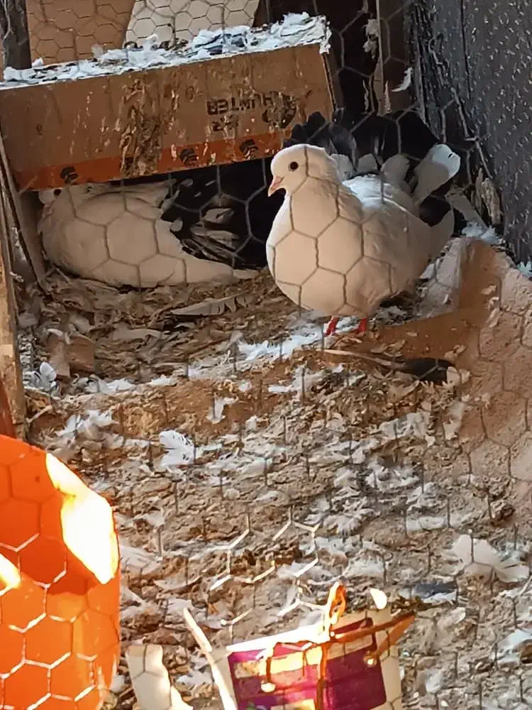 دم چتری|پرنده|پارس‌آباد, |دیوار