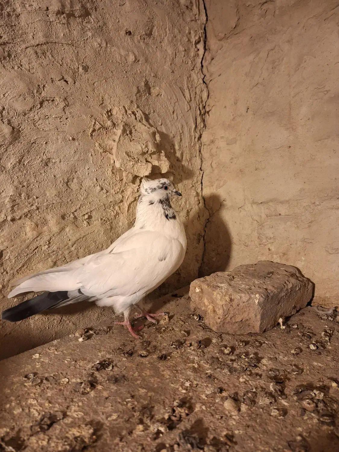 کله دم سبز ماده|پرنده|میانه, |دیوار