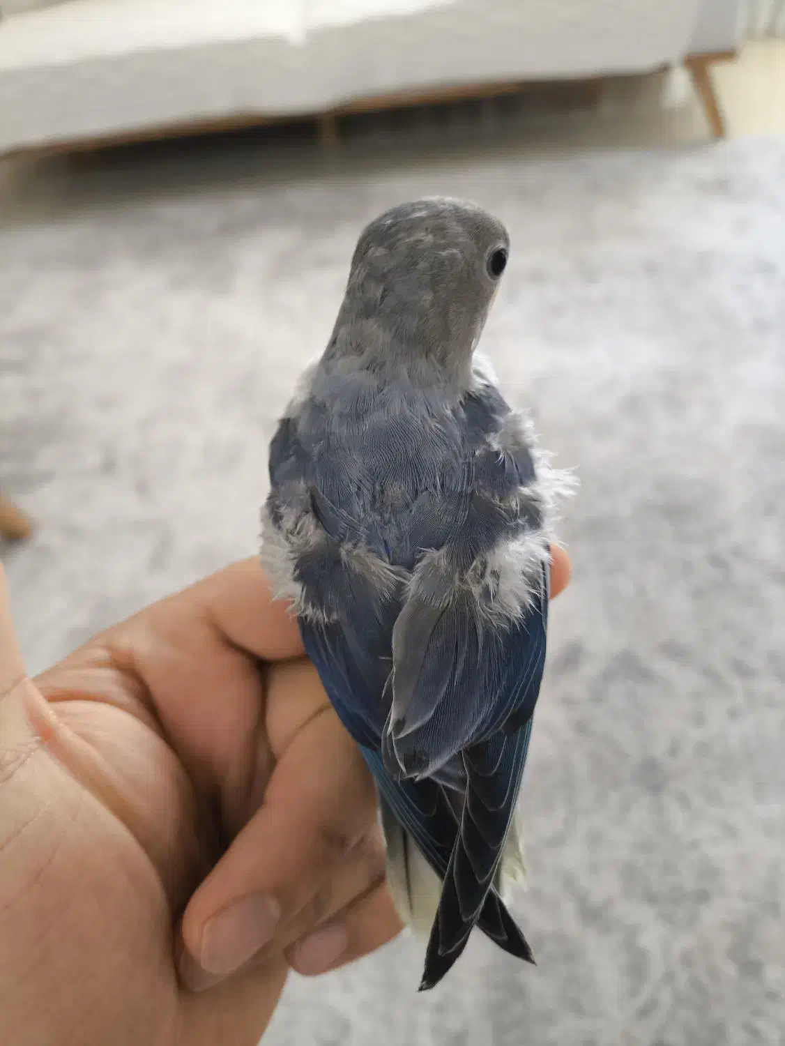 جوجه کوتوله دستی طوطی برزیلی|پرنده|بندرعباس, |دیوار