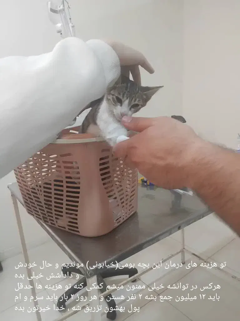 گربه|گربه|بوشهر, |دیوار