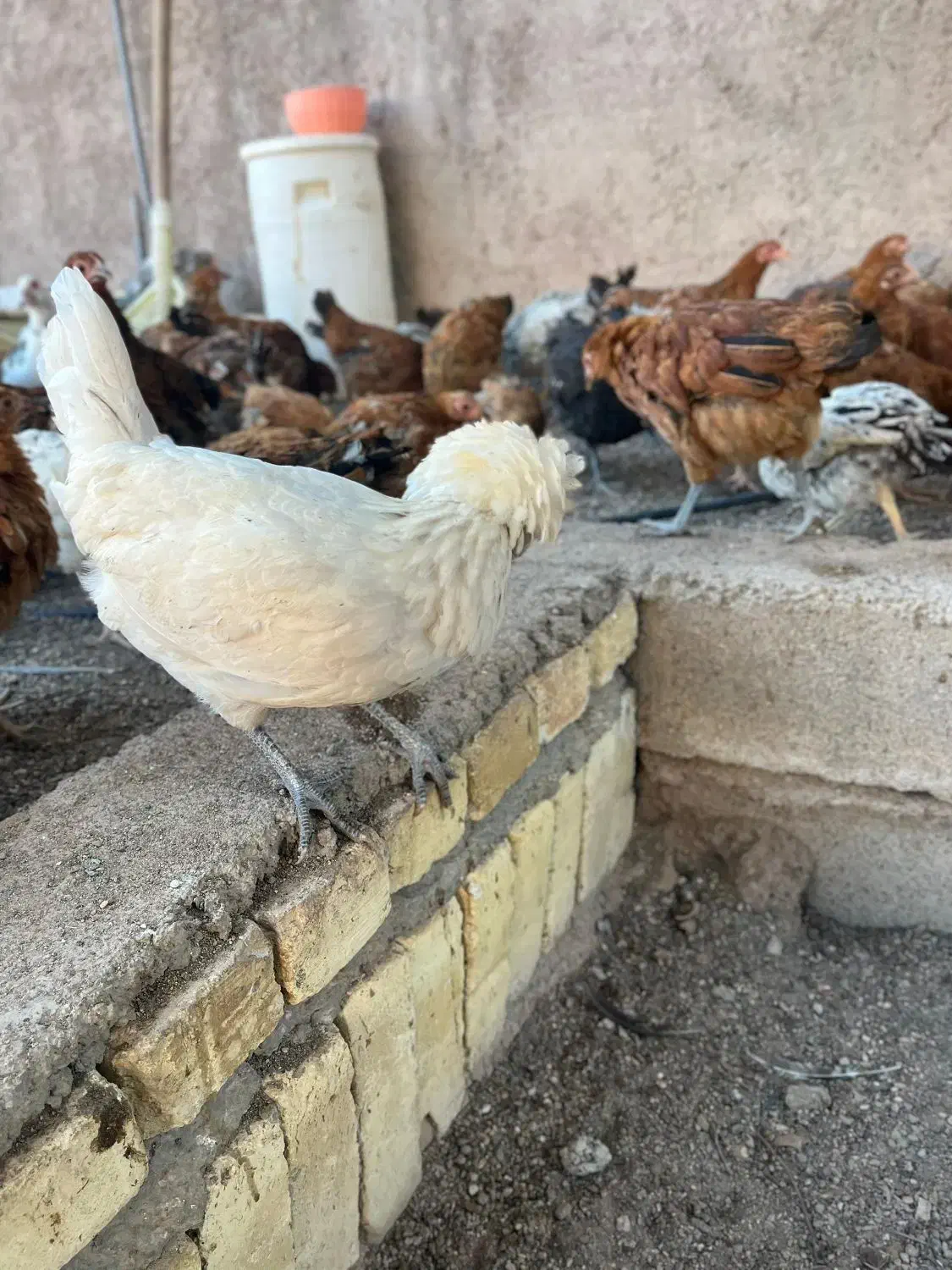 مرغ و خروس و غاز و قوغاز و اردک|حیوانات مزرعه|قزوین, |دیوار