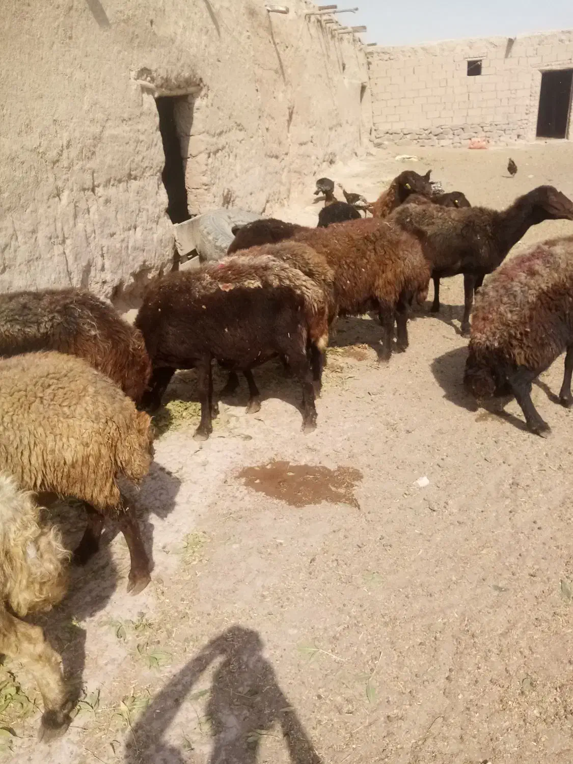 گوسفند داشتی ابستن|حیوانات مزرعه|چناران, |دیوار