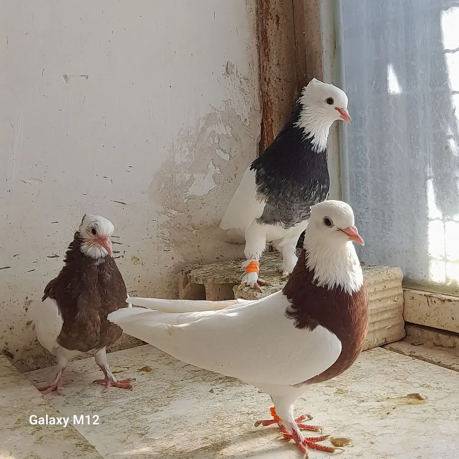 کبوتر طوقی جفتگاه با جوجه ۳ جفت|پرنده|مشهد, رده|دیوار