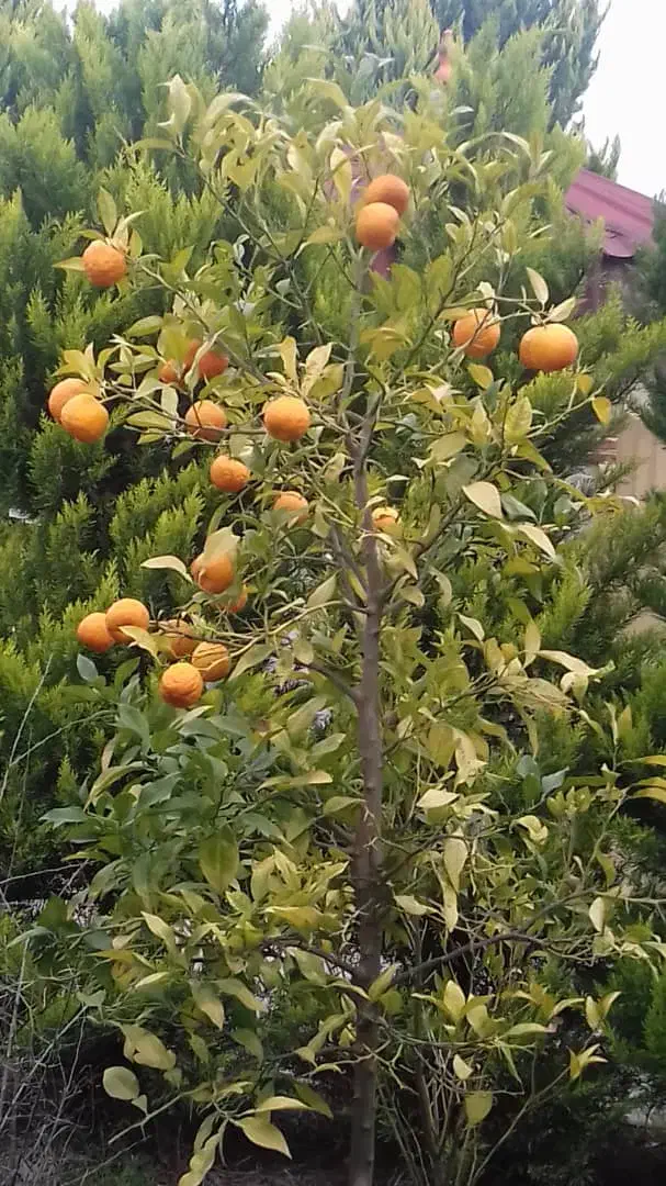 اجاره ویلای دوبلکس مبله در سیاهرود|اجارهٔ خانه و ویلا|رویان, |دیوار