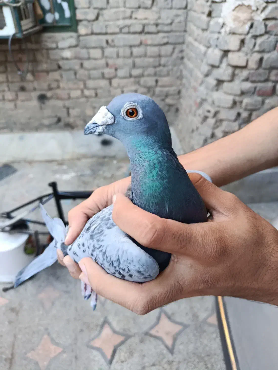 کبوتر پلاکی|پرنده|ایرانشهر, |دیوار