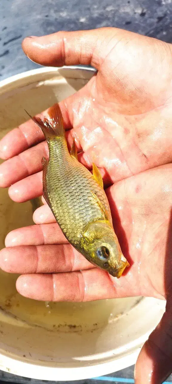 ماهی کپور طلایی|ماهی|تربت‌حیدریه, ترمینال|دیوار