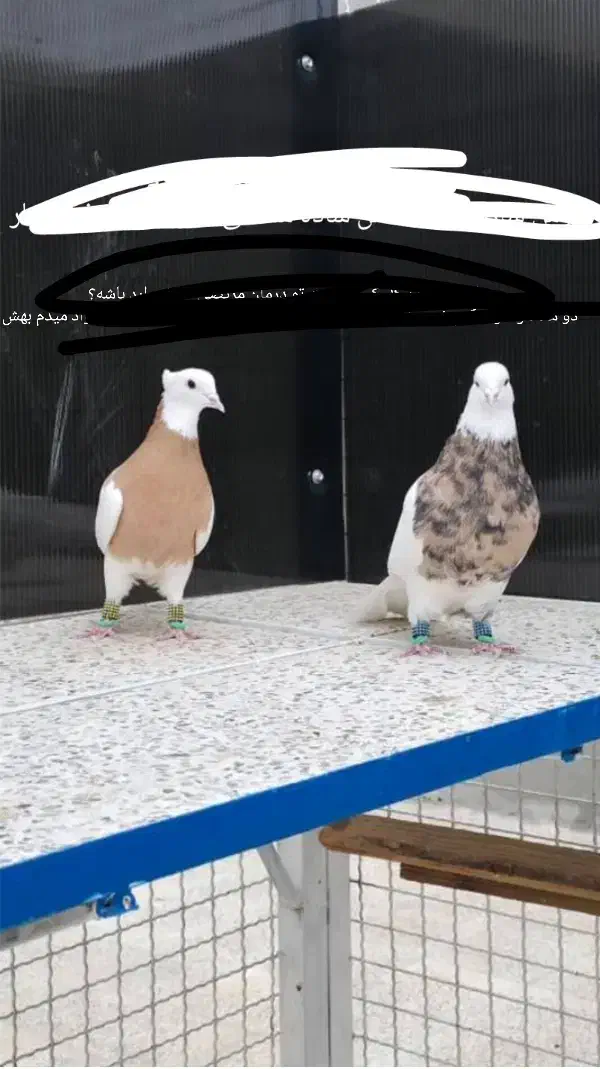 کبوتر پلاکی|پرنده|بختگان, |دیوار