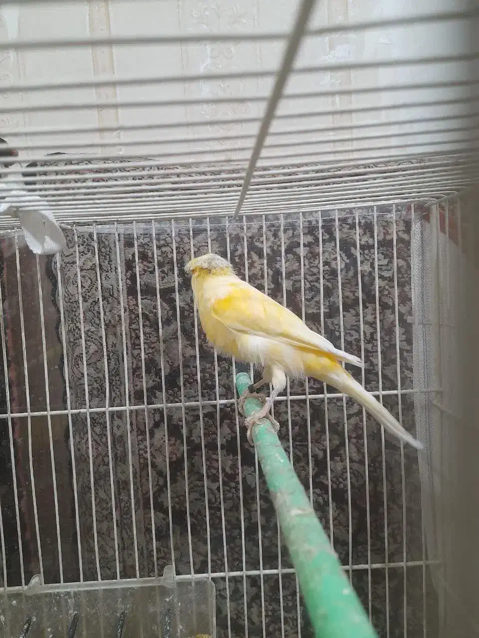 قناری کفتر|پرنده|مشهد, ایثار|دیوار