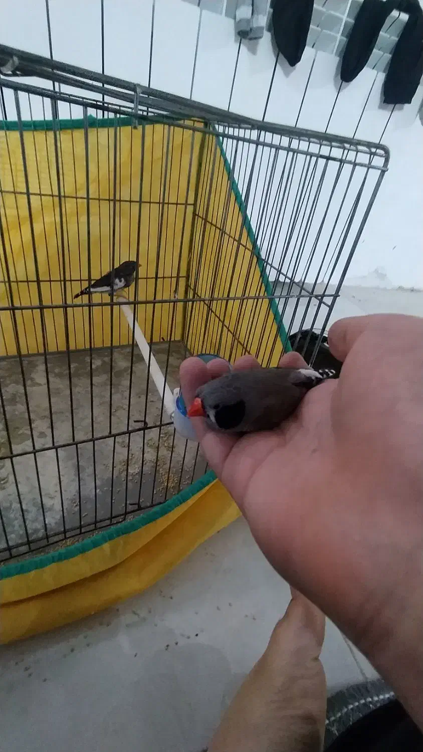 فنچ|پرنده|بروجرد, |دیوار