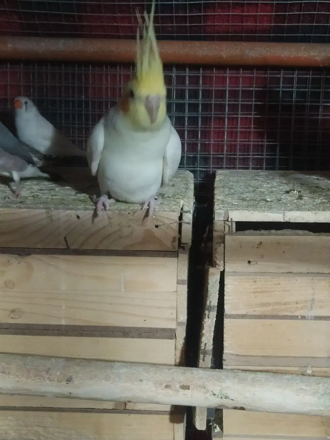 عروس مولد|پرنده|شیراز, کوشک میدان|دیوار