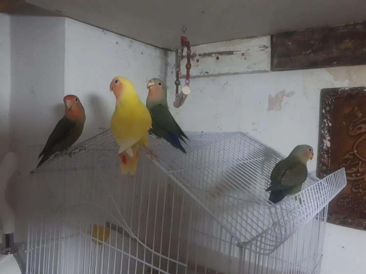 طوطی برزیلی|پرنده|اصفهان, فرودگاه شهید بهشتی|دیوار