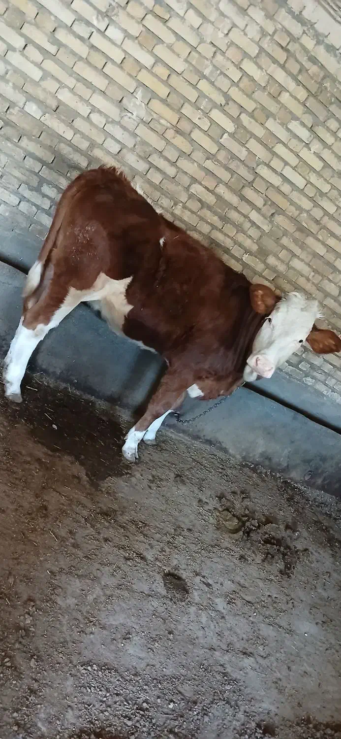 گوساله ماده|حیوانات مزرعه|قیدار, |دیوار