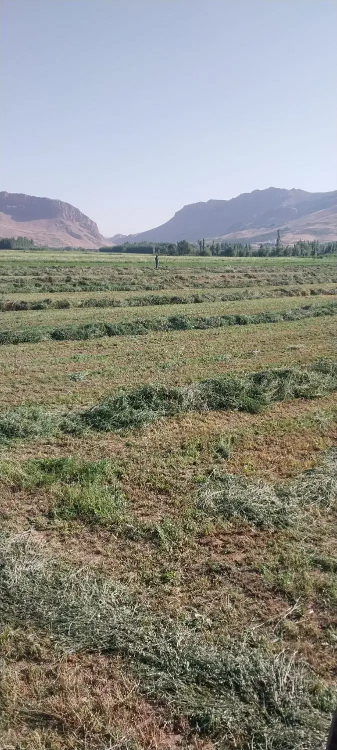 کاه لوبیا چیتی|عمدهفروشی|فارسان, |دیوار