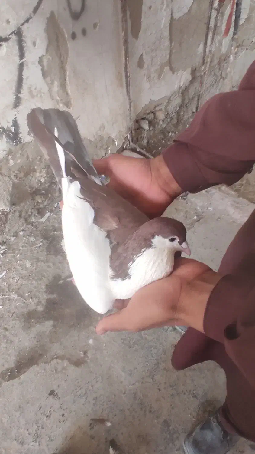 جفت نریک عددطوقی سیاه کاکل ویک چپ دم سرخ|پرنده|هامون, |دیوار