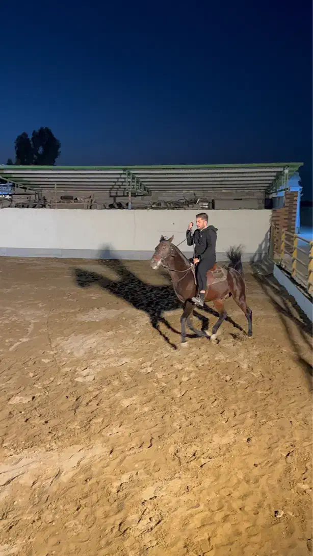 اسب دره شور|اسب و تجهیزات اسبسواری|اصفهان, کشاورزی|دیوار