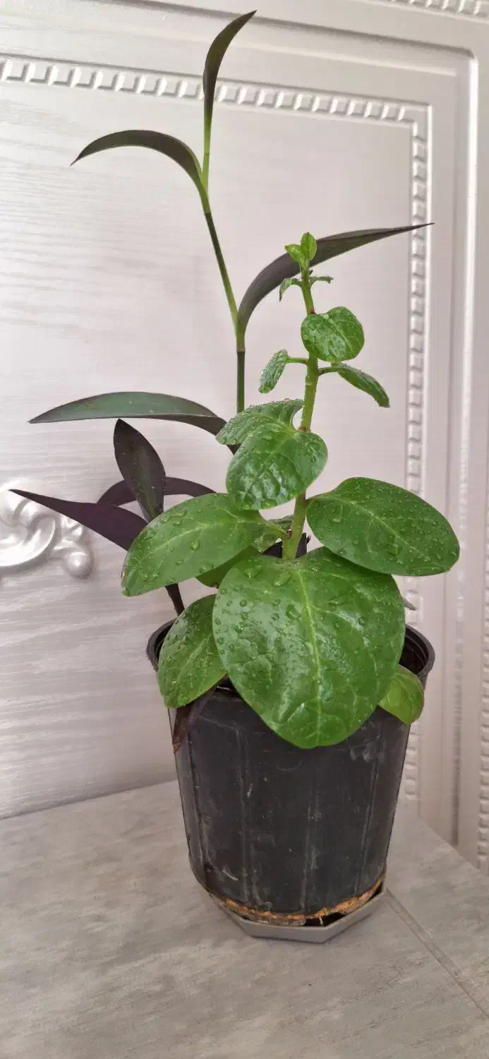 گیاه لوبیای سحرآمیز|گل و گیاه طبیعی|یزد, |دیوار