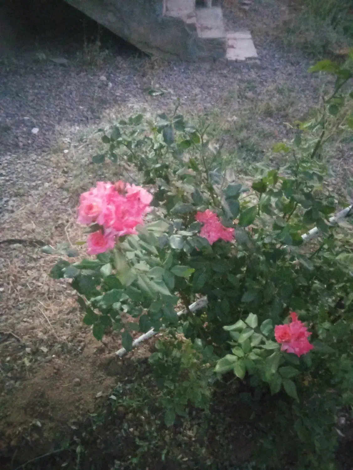 فروش یا معاوضه باغ میوه|فروش دفتر صنعتی، کشاورزی، تجاری|شازند, |دیوار