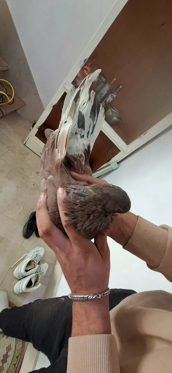 سرور|پرنده|ابهر, |دیوار