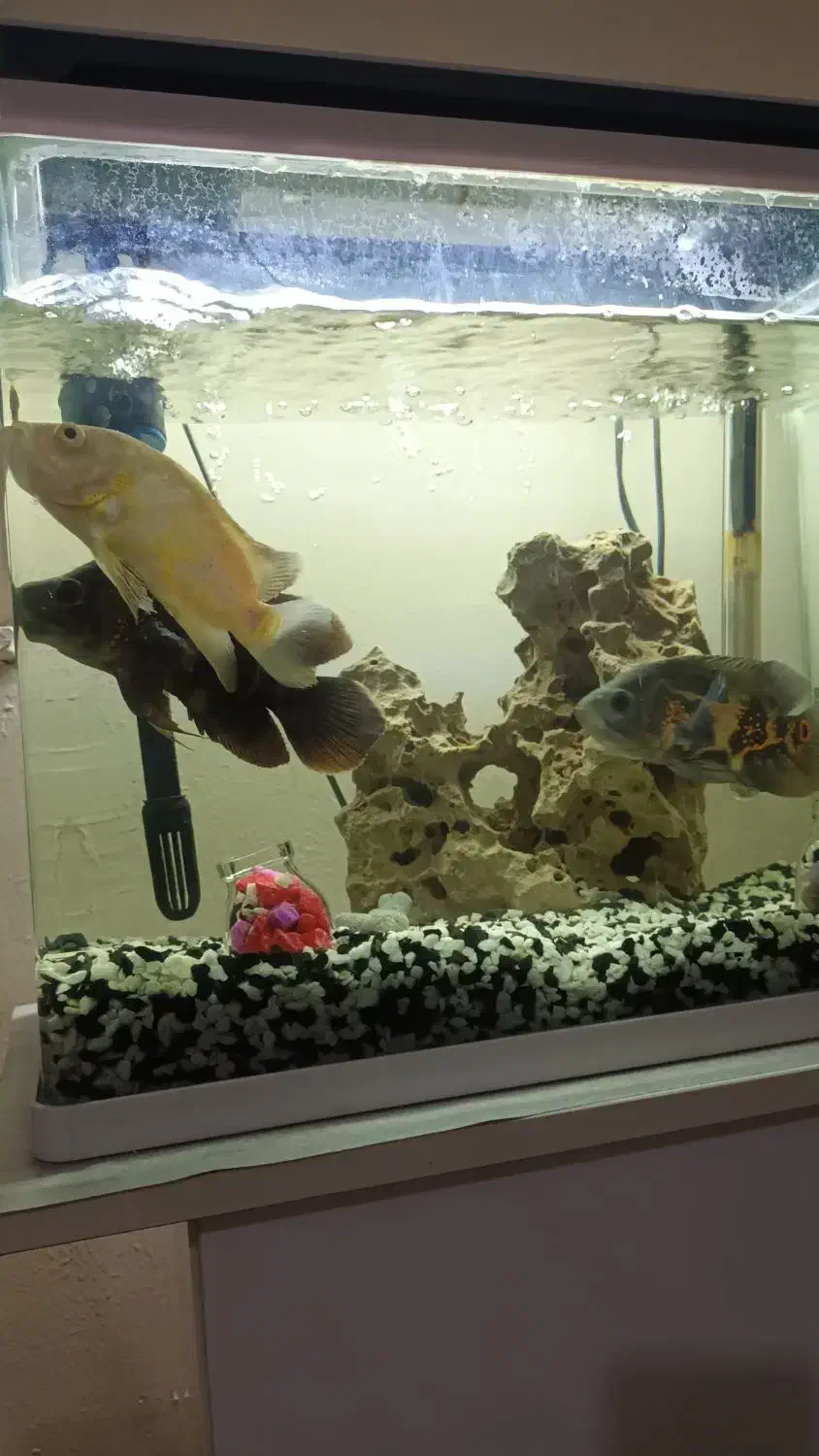 ماهی اسکار|ماهی|باغستان, |دیوار