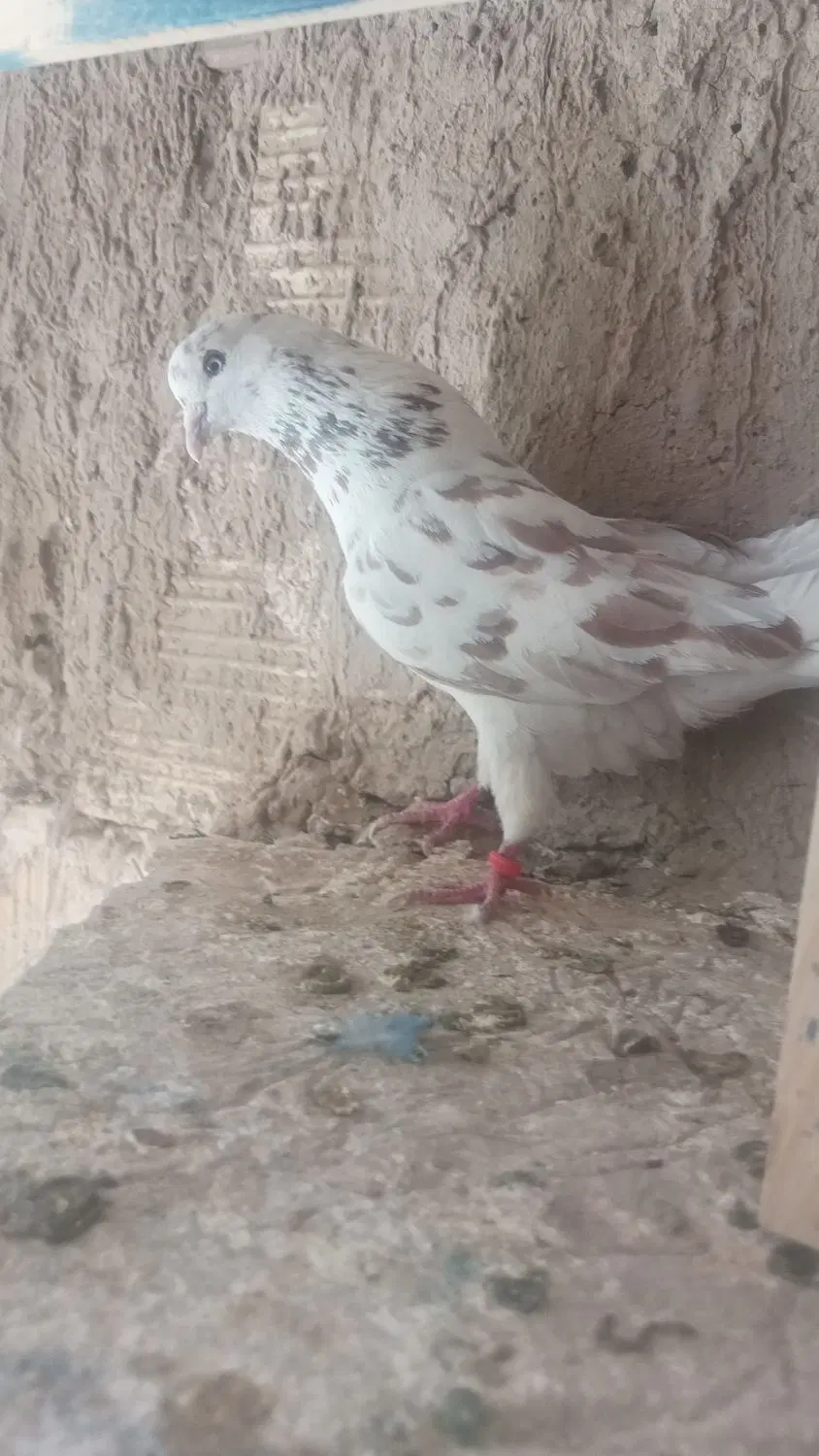 کفتر|پرنده|سیرجان, |دیوار