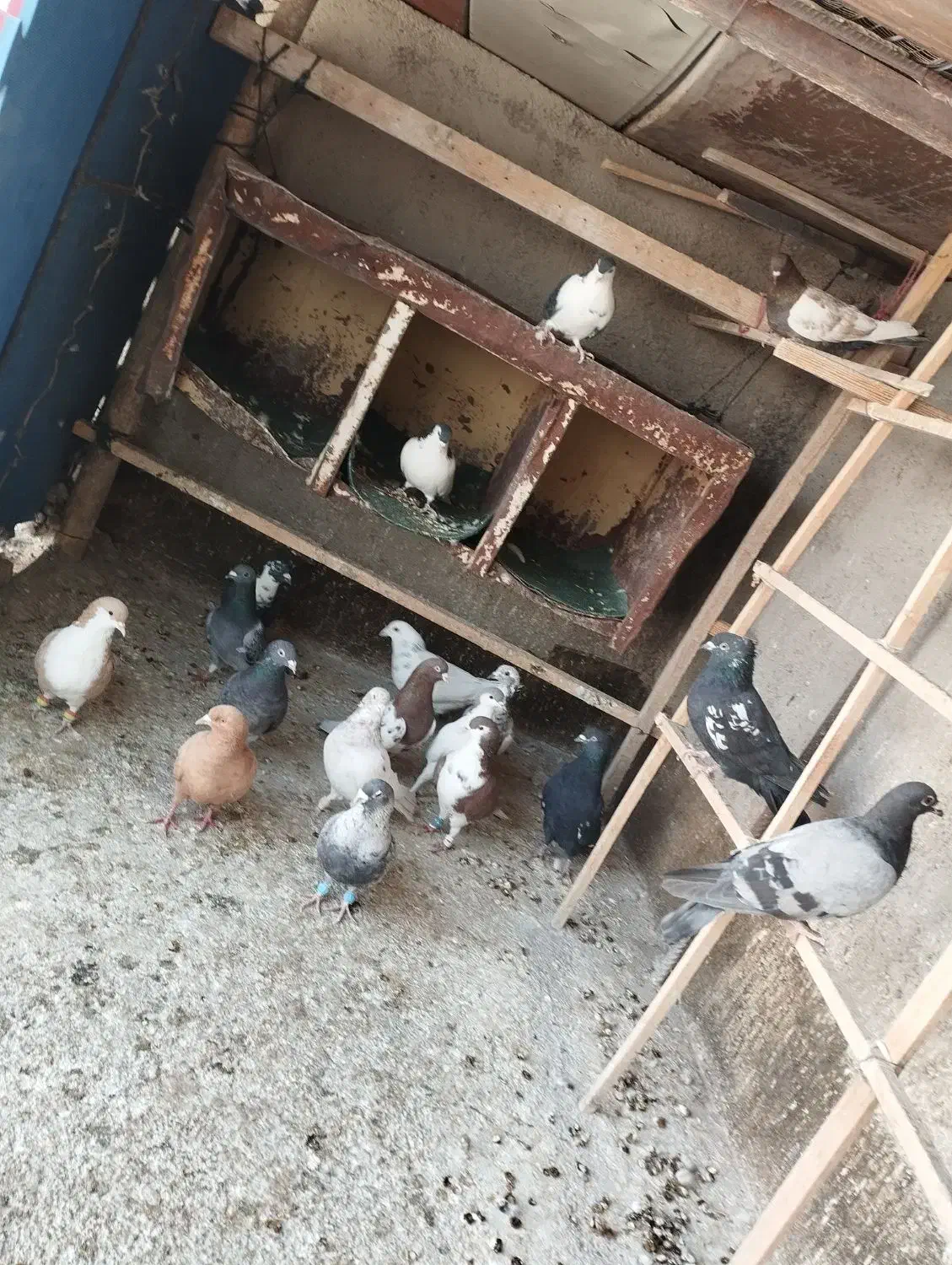 کفتر فروشی|پرنده|قوچان, |دیوار