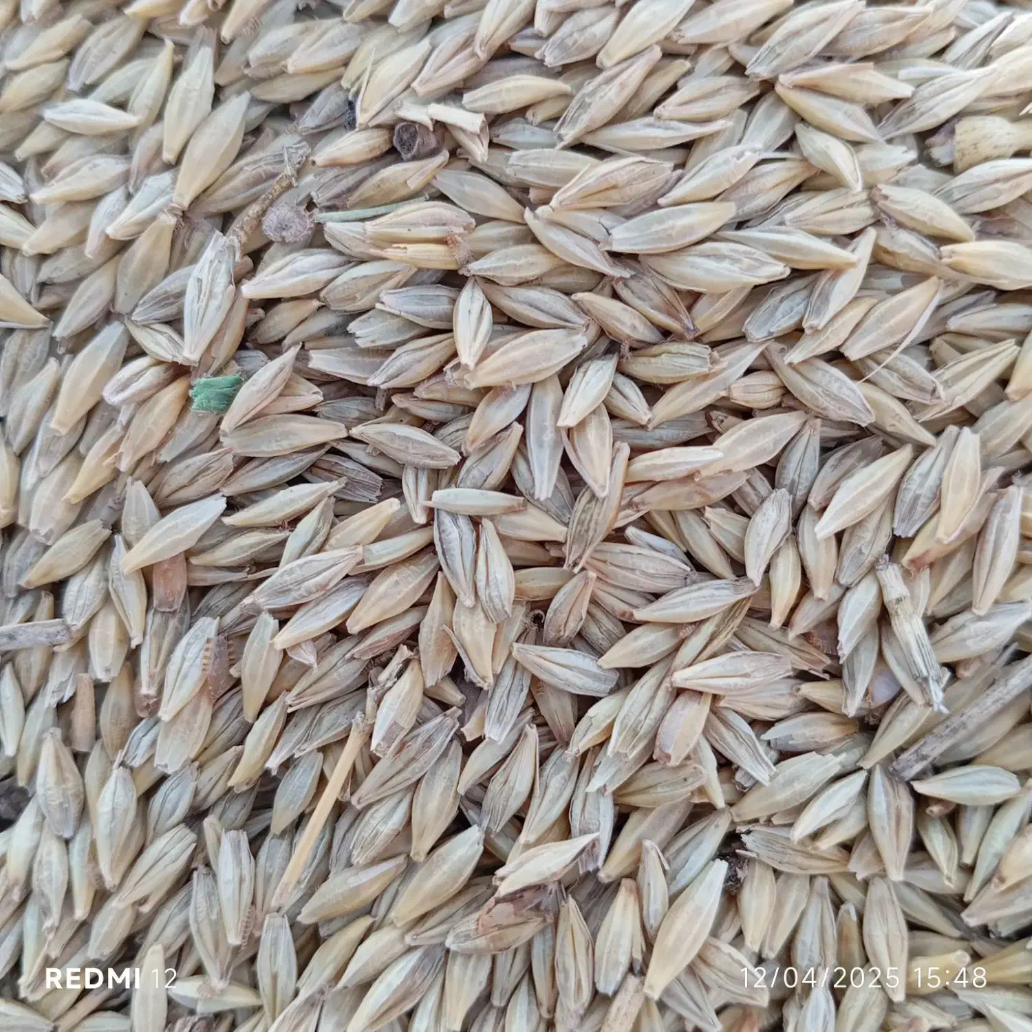 جو محلی|خدمات باغبانی و درختکاری|سعدآباد, |دیوار