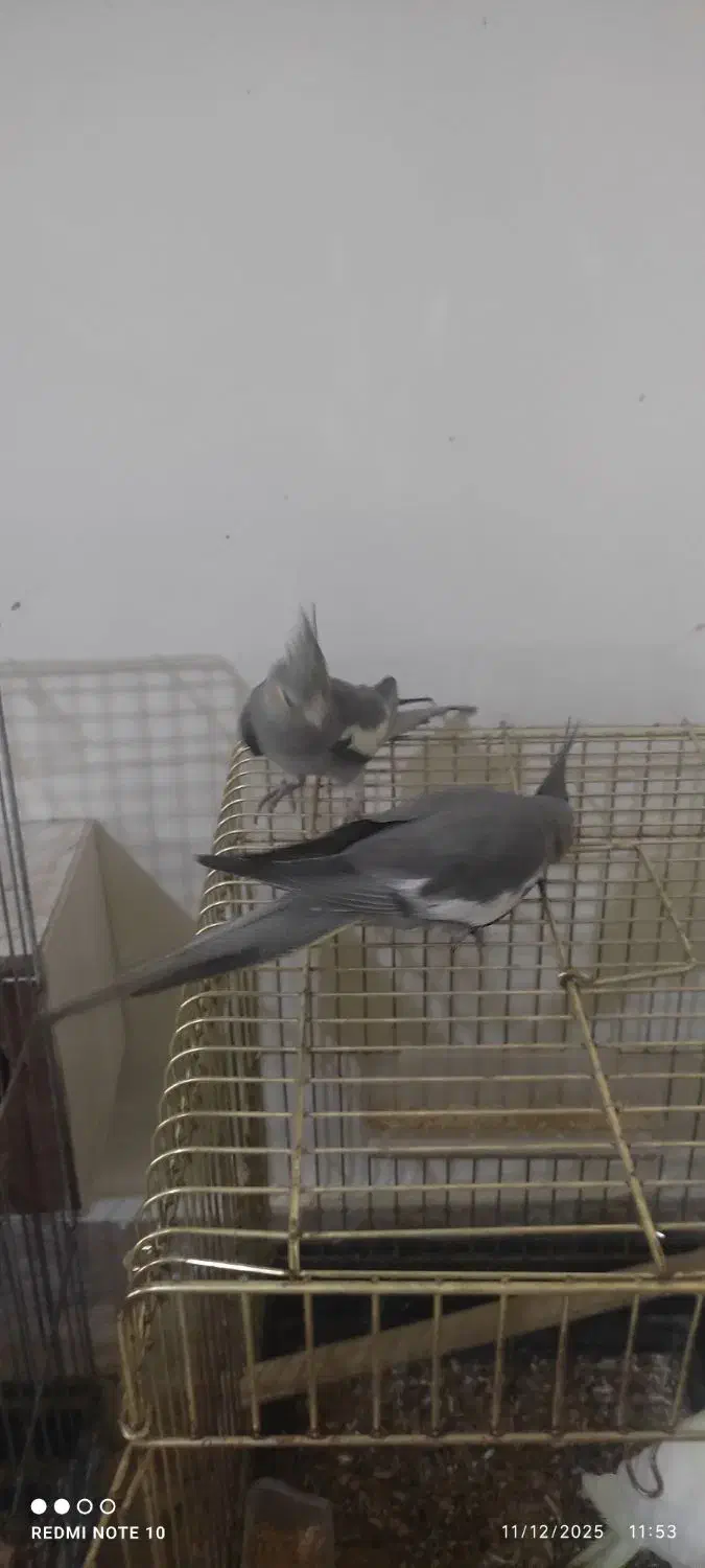 عروس هلندی|پرنده|تهران, دولاب|دیوار