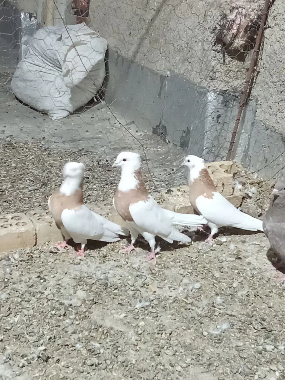 کبوتر طوقی|پرنده|گل تپه, |دیوار