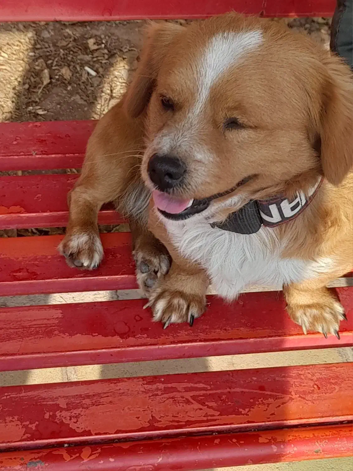 فروش|سگ|اقبالیه, |دیوار