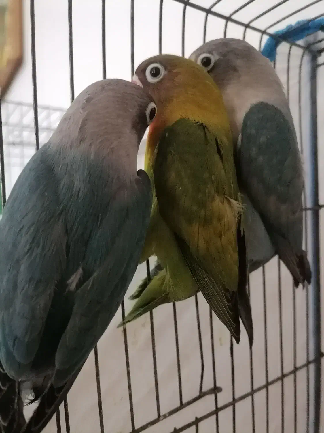 کوتوله برزیلی|پرنده|شهرکرد, |دیوار