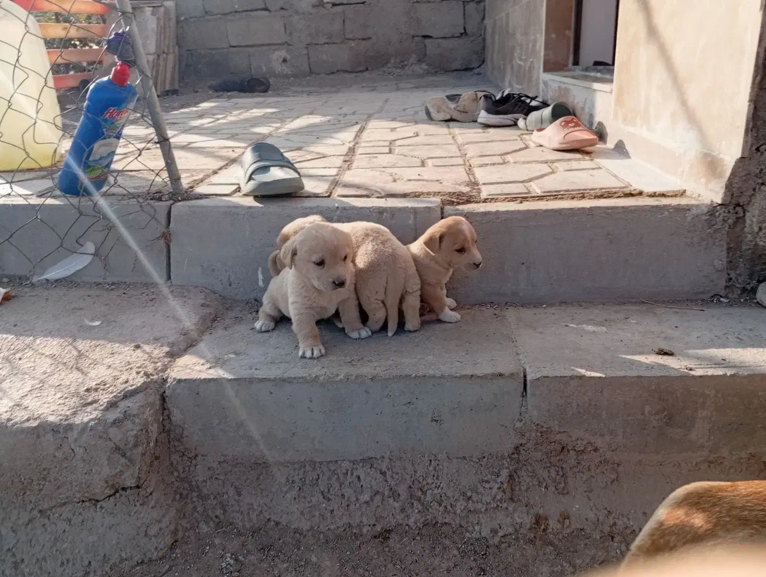 توله پاکوتاه بوبی سرابی ماده|سگ|اردبیل, |دیوار