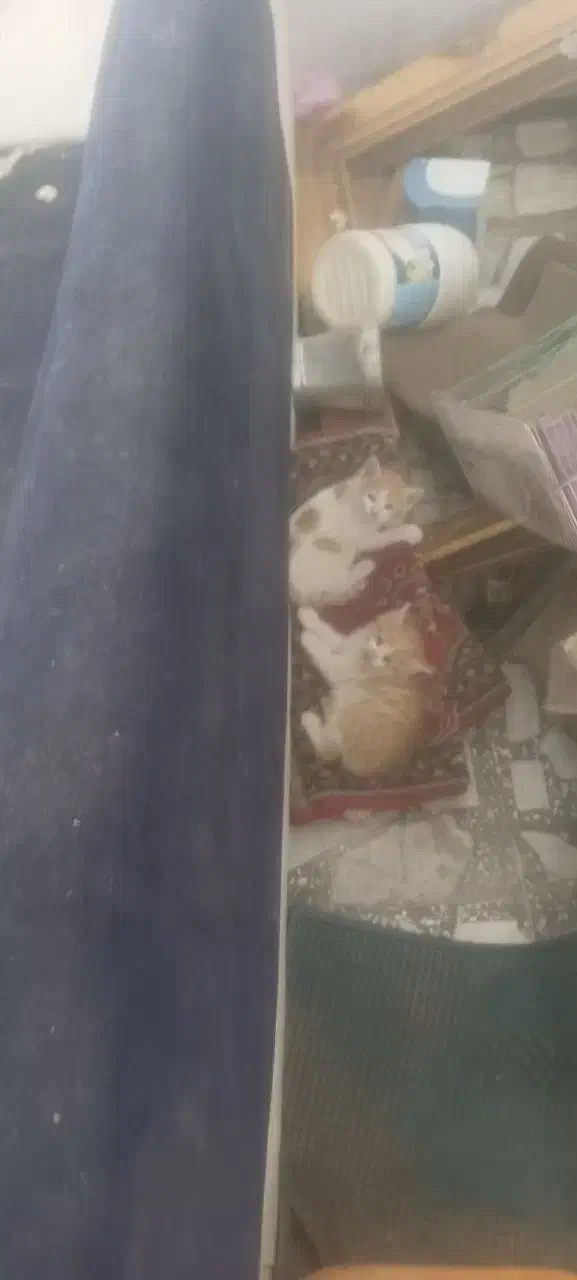 گربه خانگی|گربه|زاهدان, |دیوار