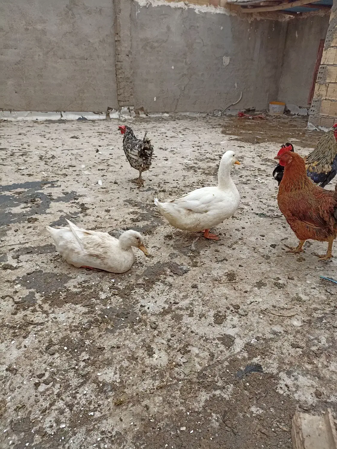 1جفت اردک سفید|حیوانات مزرعه|باوی, |دیوار