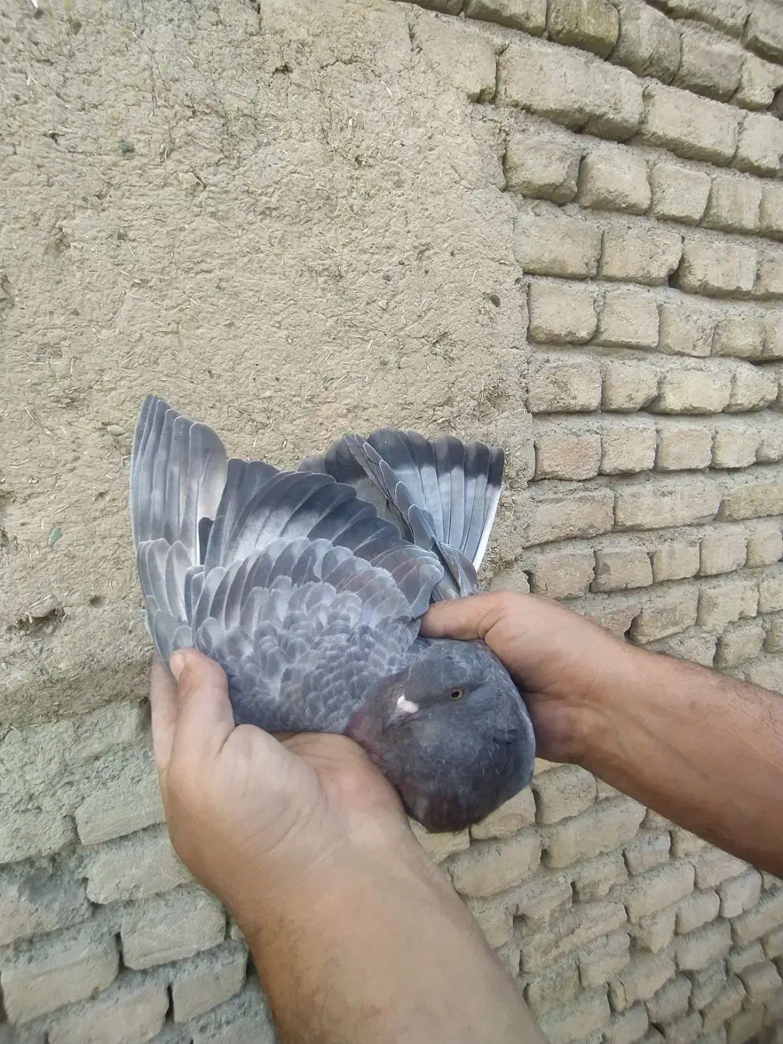 کفتر گرفتنی 6عدد|پرنده|صباشهر, |دیوار