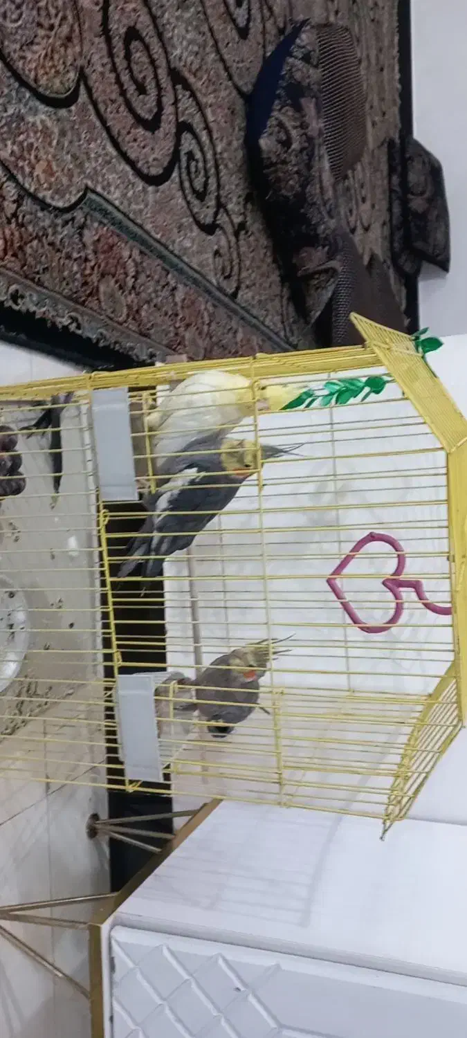 عروس هلندی ومرغ عشق|پرنده|نورآباد, |دیوار