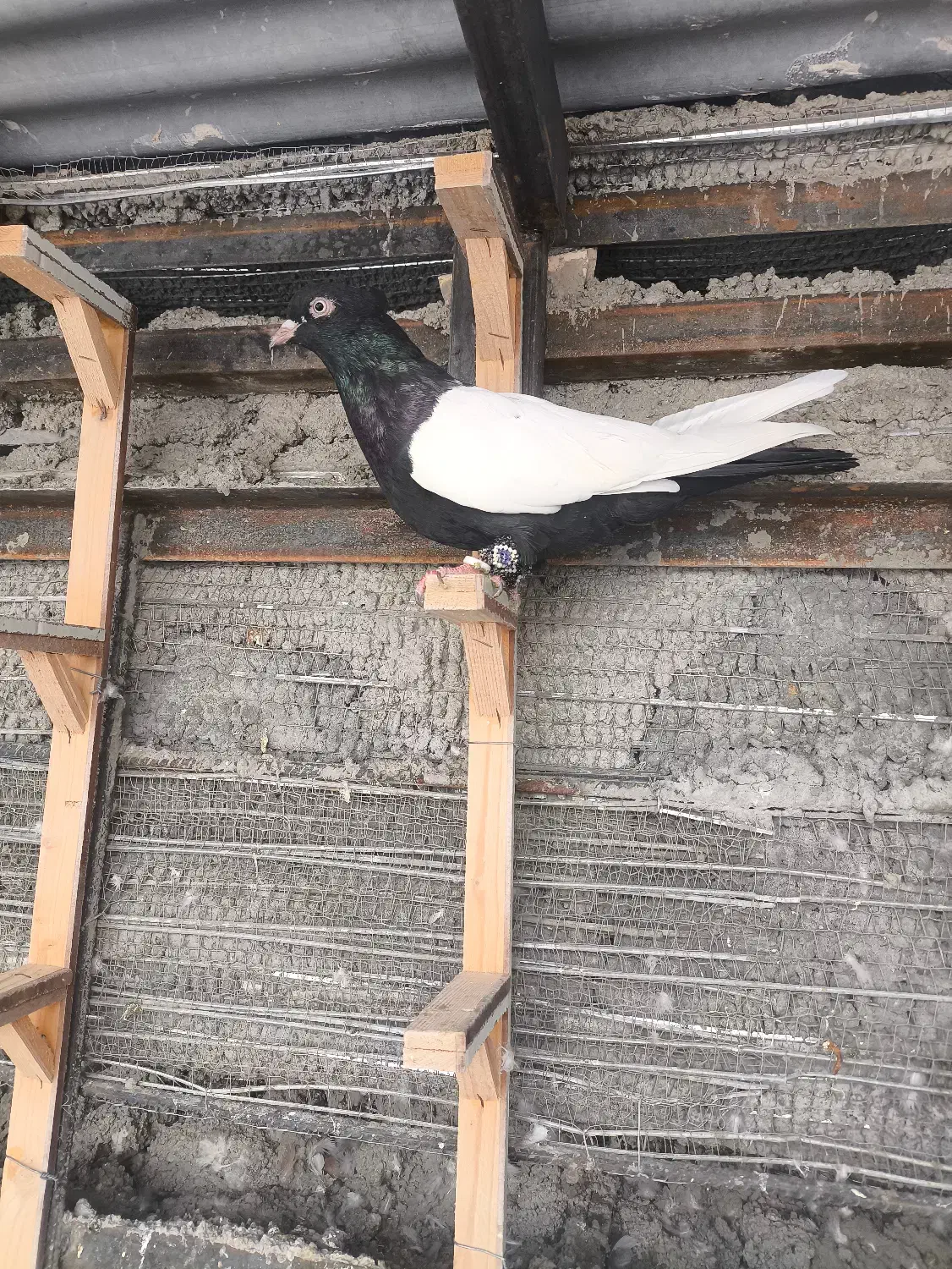 سینه سیاه جفت کت نر و ماده نسل دار|پرنده|ایثار, |دیوار