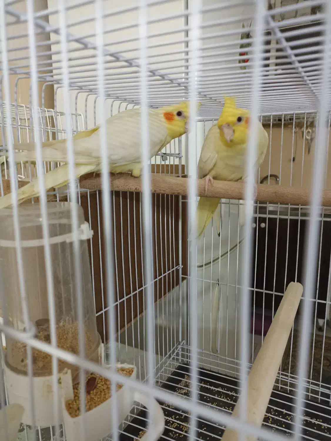 عروس هلندی لوتینو|پرنده|مینودشت, |دیوار