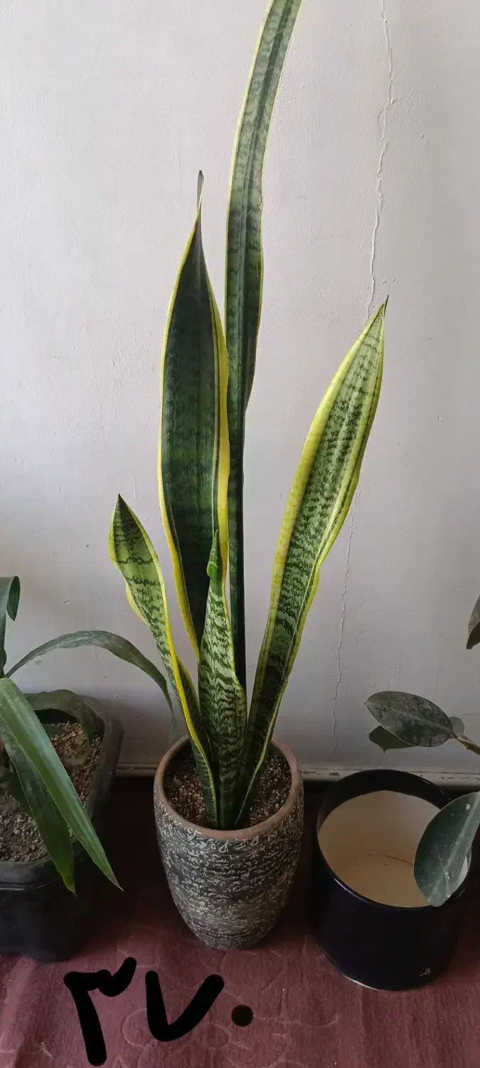 گل های زیبا|گل و گیاه طبیعی|چناران, |دیوار