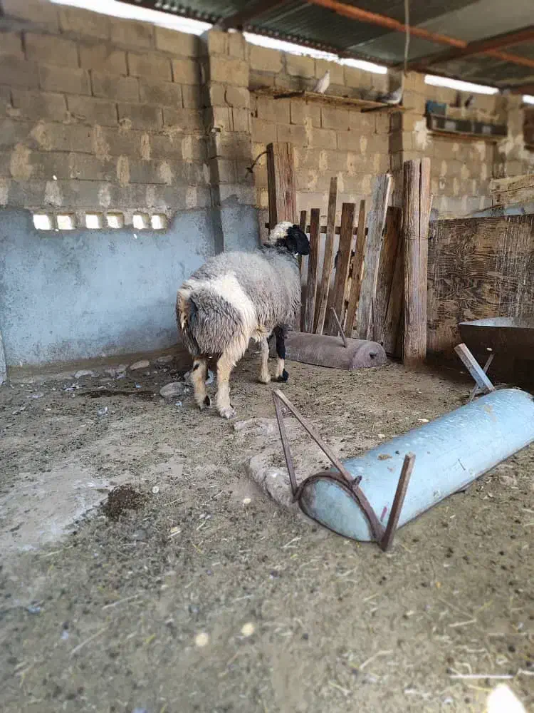 قوچ|حیوانات مزرعه|کاکی, |دیوار