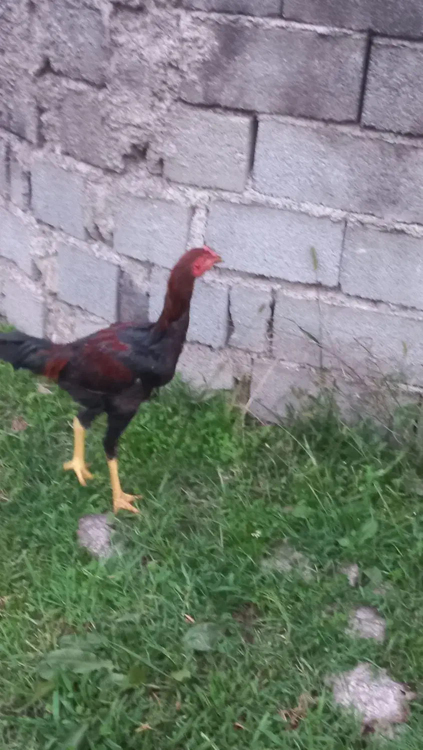 لاری، قیمت برای ۳تاست|حیوانات مزرعه|لوندویل, |دیوار