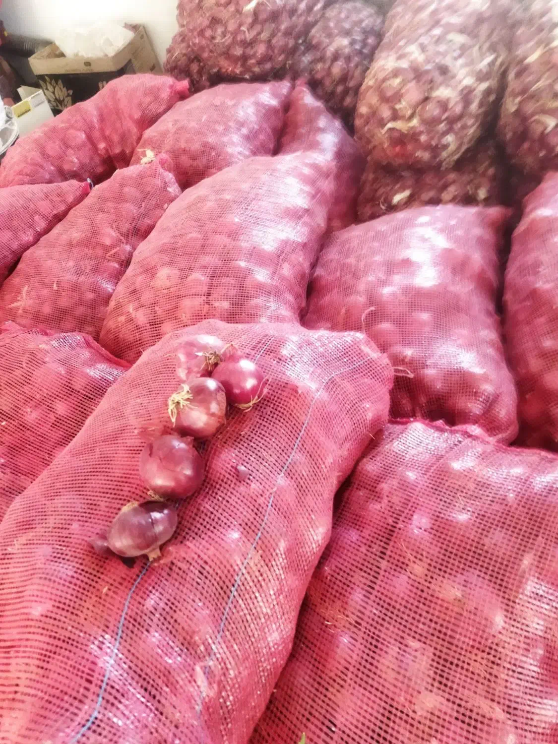 پیاز قرمز|خوردنی و آشامیدنی|گوآور, |دیوار