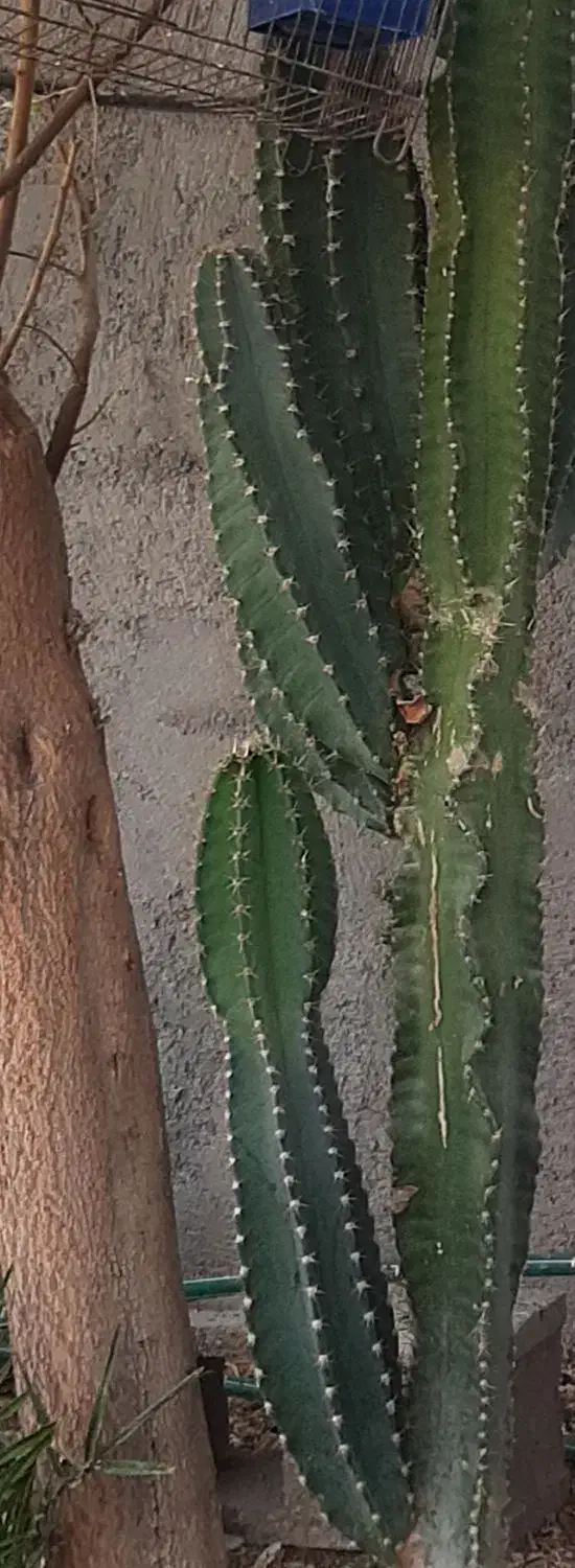 کاکتوس بزرگ|گل و گیاه طبیعی|شنبه و طسوج, |دیوار