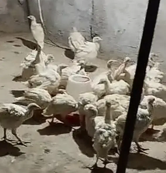 جوجه بقلمو و جوجه مرغ محلی|حیوانات مزرعه|داراب, |دیوار