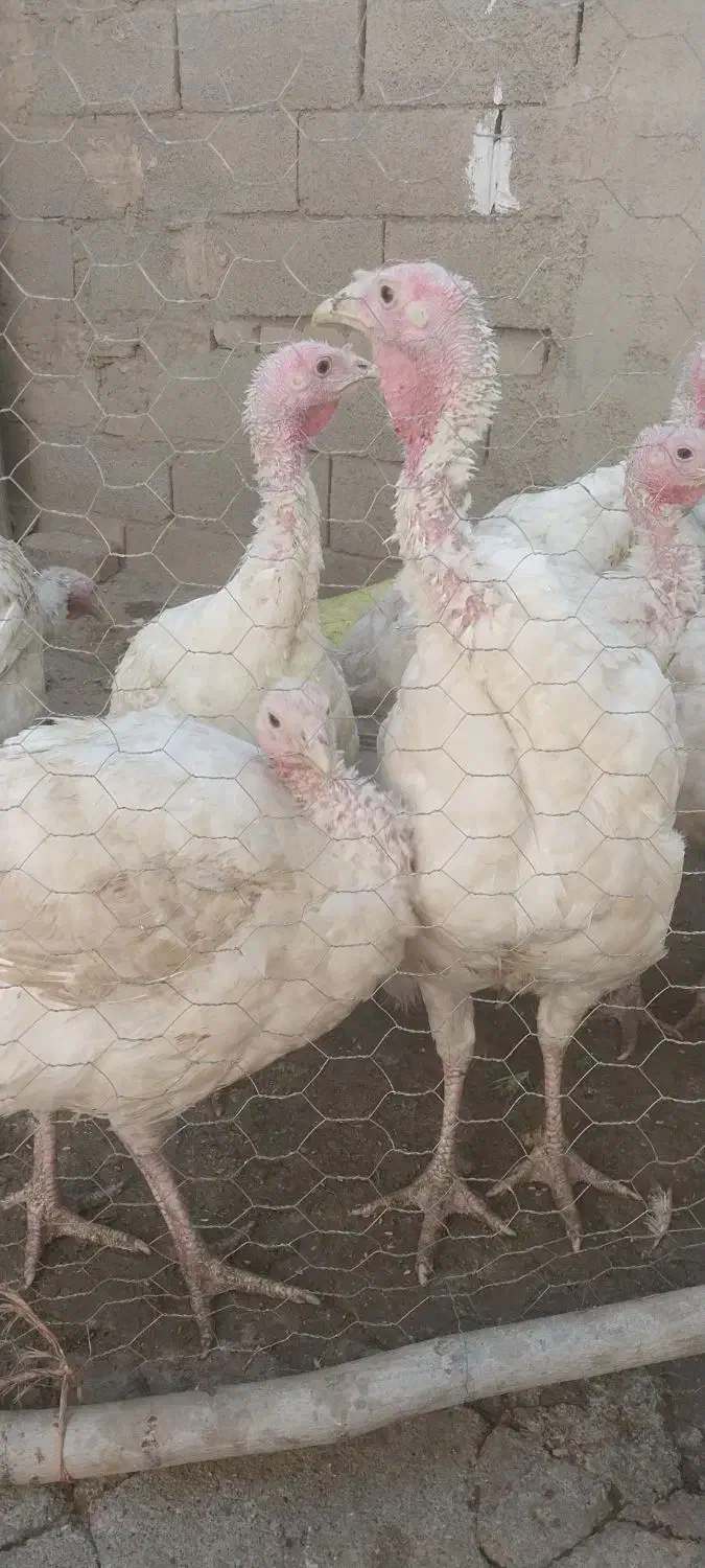 بوقلمون گوشتی ارگانیک  بیوتی ۶ اصل|حیوانات مزرعه|کرمانشاه, |دیوار